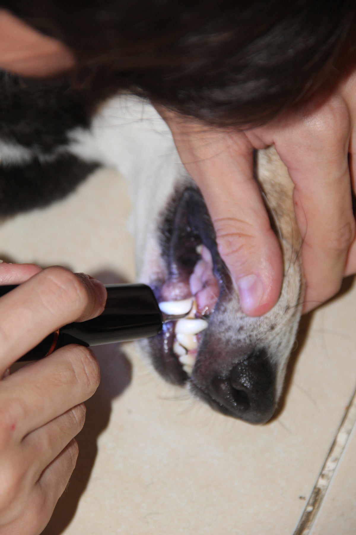 SonicGlow™ Pet Dental Wand Kit — 5 Intensity Levels, LED Light & Inspection Mirror